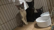 自家繁殖德文卷毛猫两窝找领养